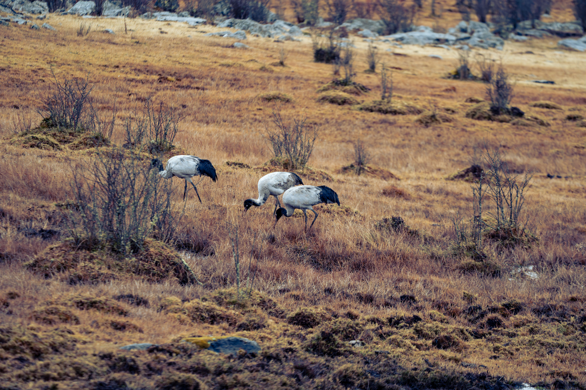 Black Necked Crane Festival route image