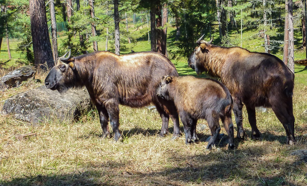 Bhutan takin image
