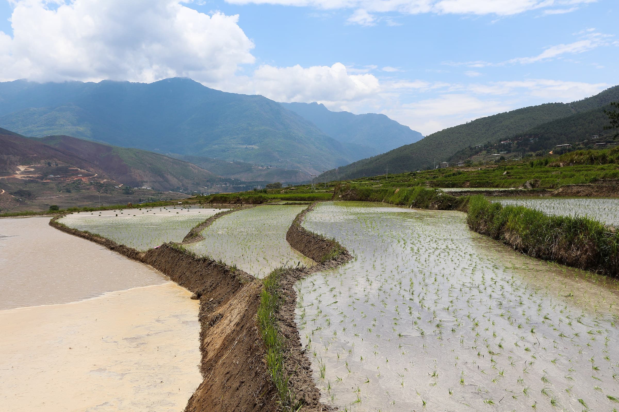 Sopsokha Village & Rice-Field Walk in Bhutan