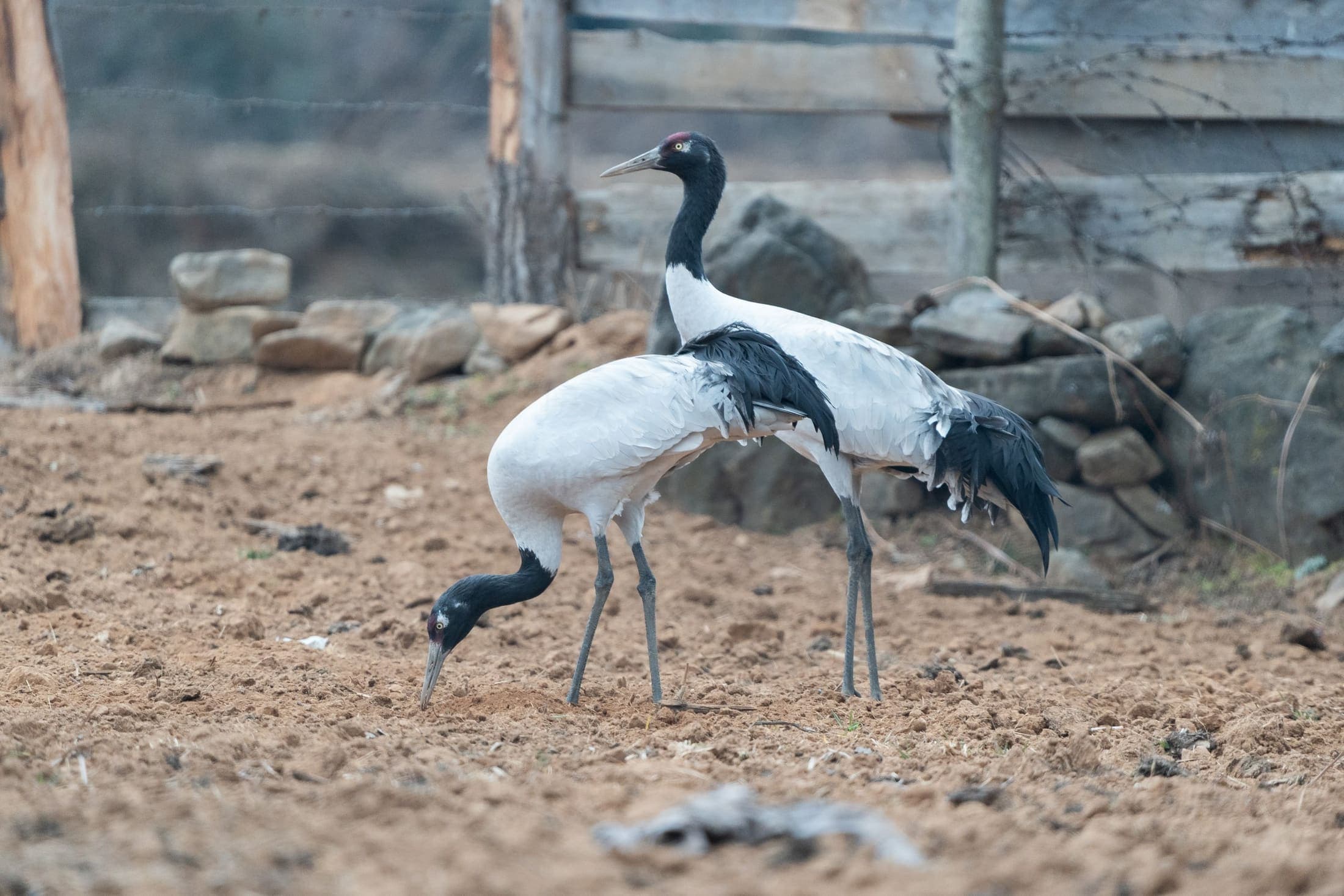 Black-necked cranes in Bhutan's Phobjikha Valley
